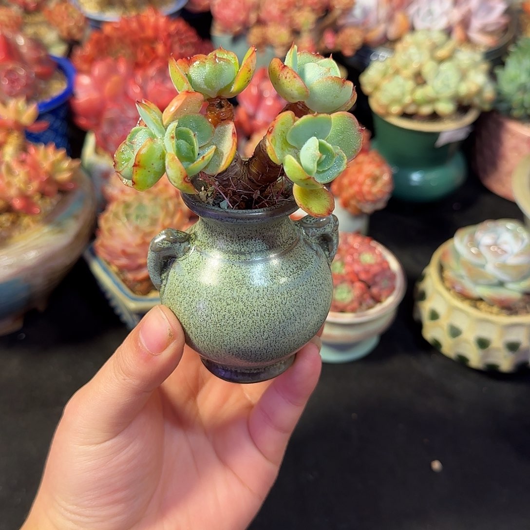 碧桃8cm左右带盆土