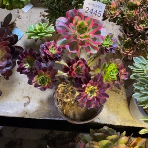 嫁接的七彩树多肉2445