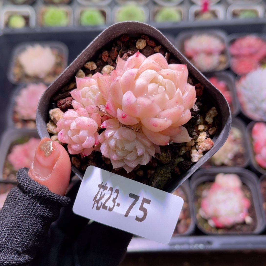 花23-75女王群生