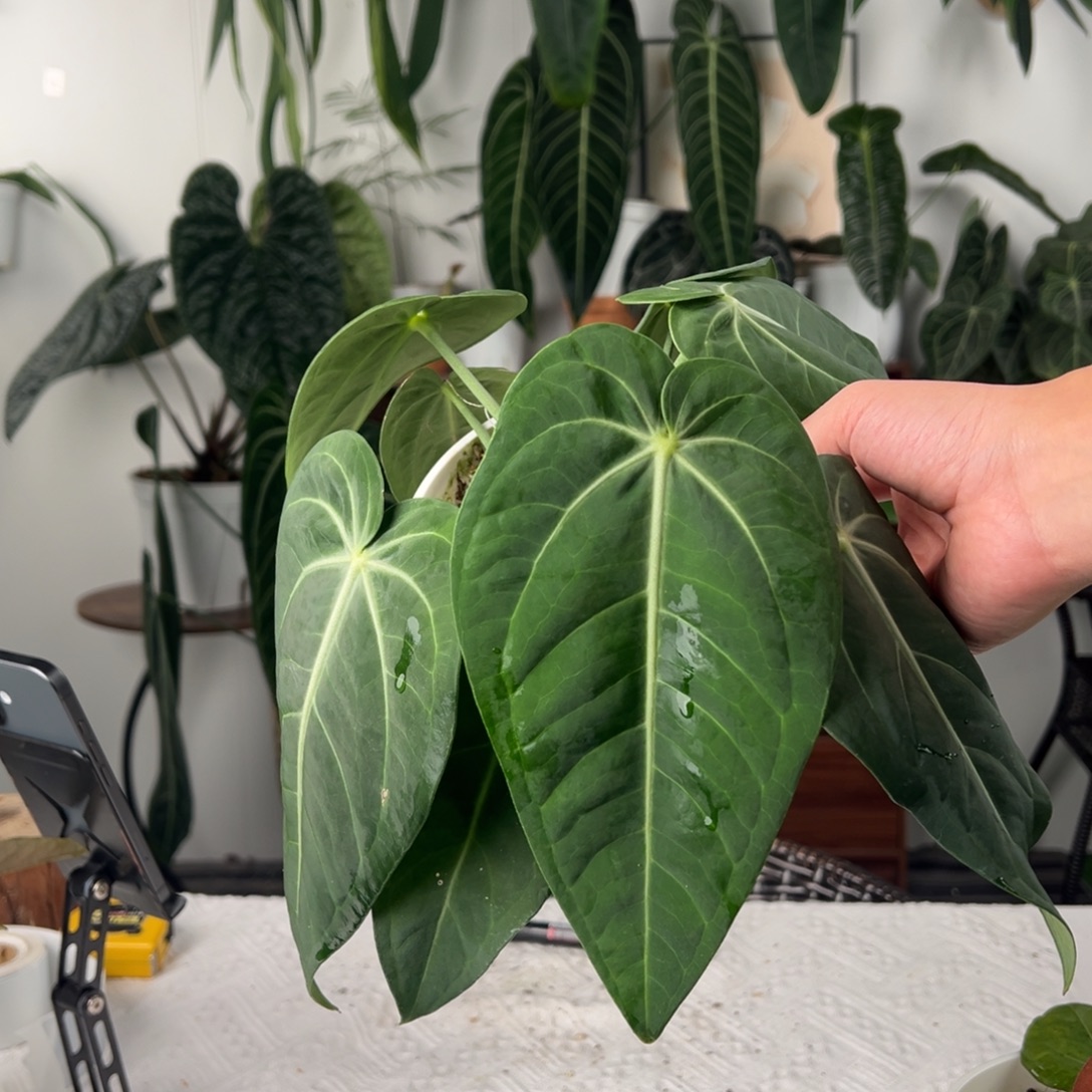完全开放银盾花烛