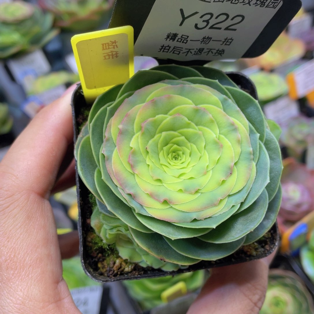 皙偌多肉新年福利322一物一拍