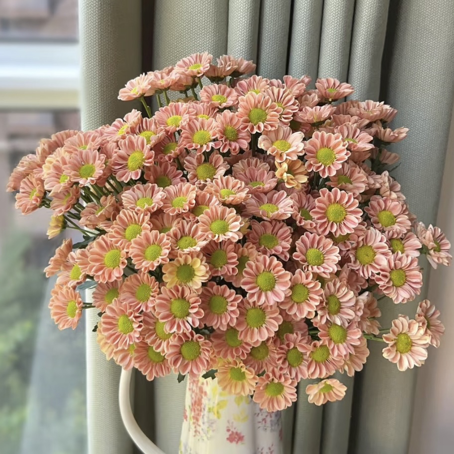 发两盆！【玲珑小菊】女神级别！原盆原土超级好养高端热植