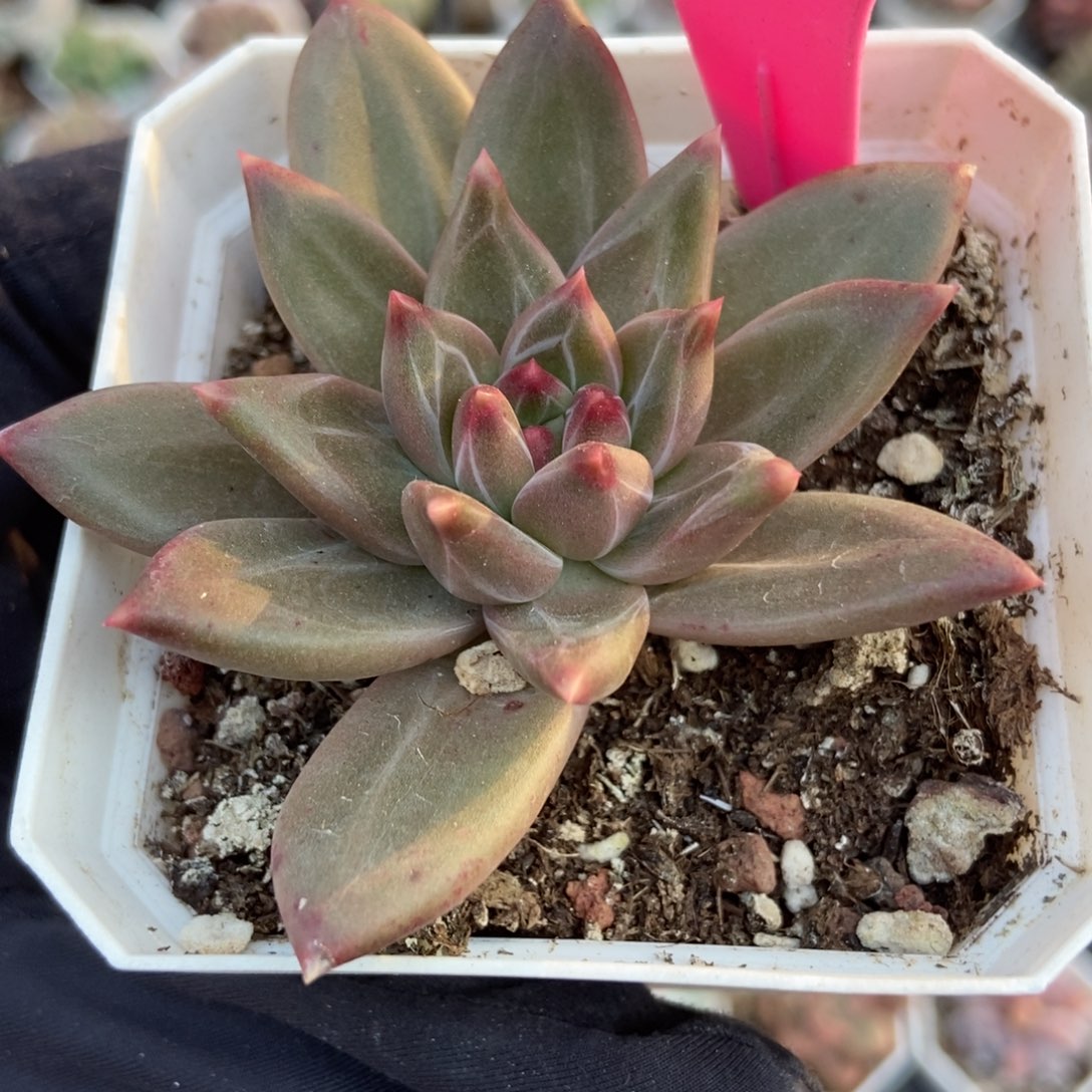 66美人多肉植物多肉