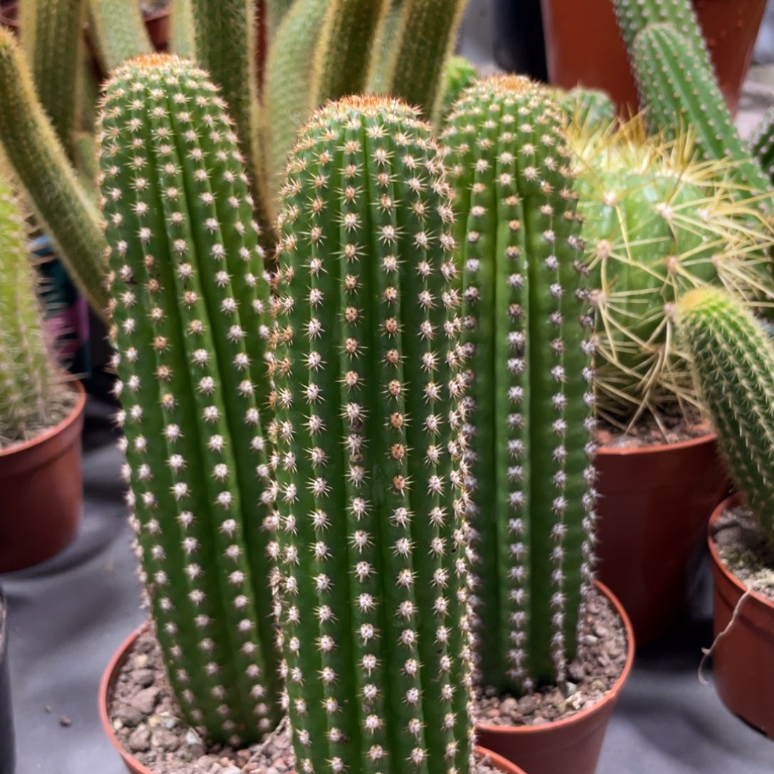 自根紫罗兰金妞新品高