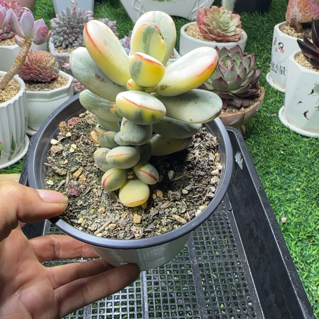 锦安精品多肉编号254