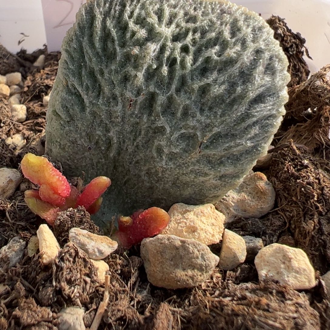 网纹多肉植物水泡11