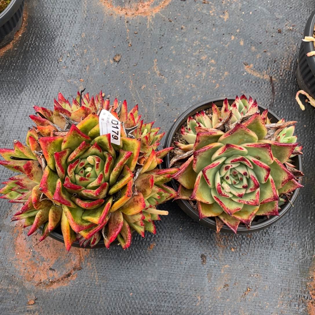 无花朵若如东云组拍D179