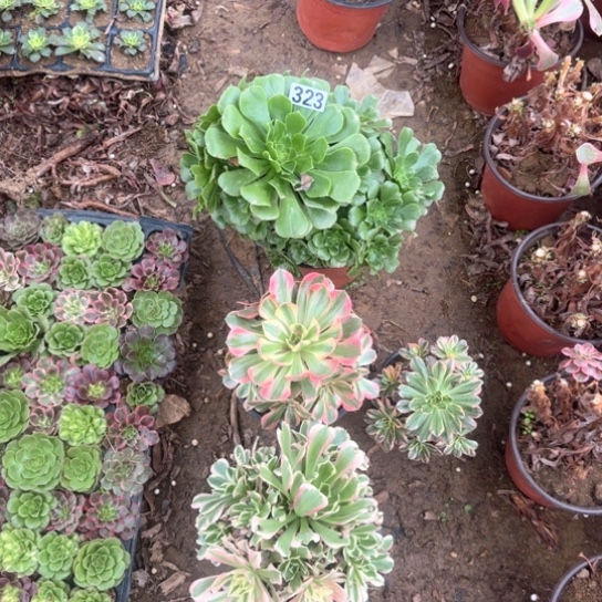 无花朵羊绒套餐餐323号不包断枝