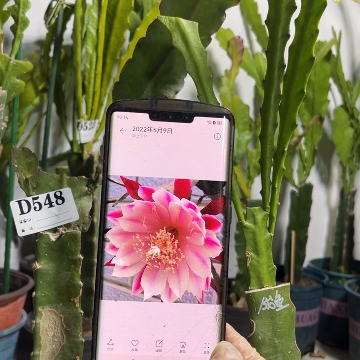 当前无花栽培后可以开花548