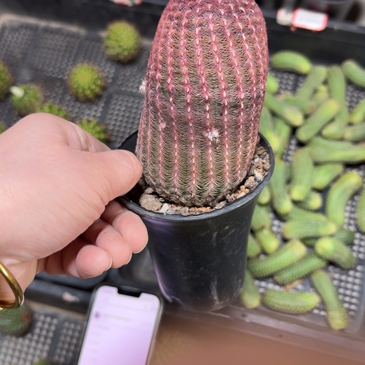 255红太阳高度10公分左右脱土发货