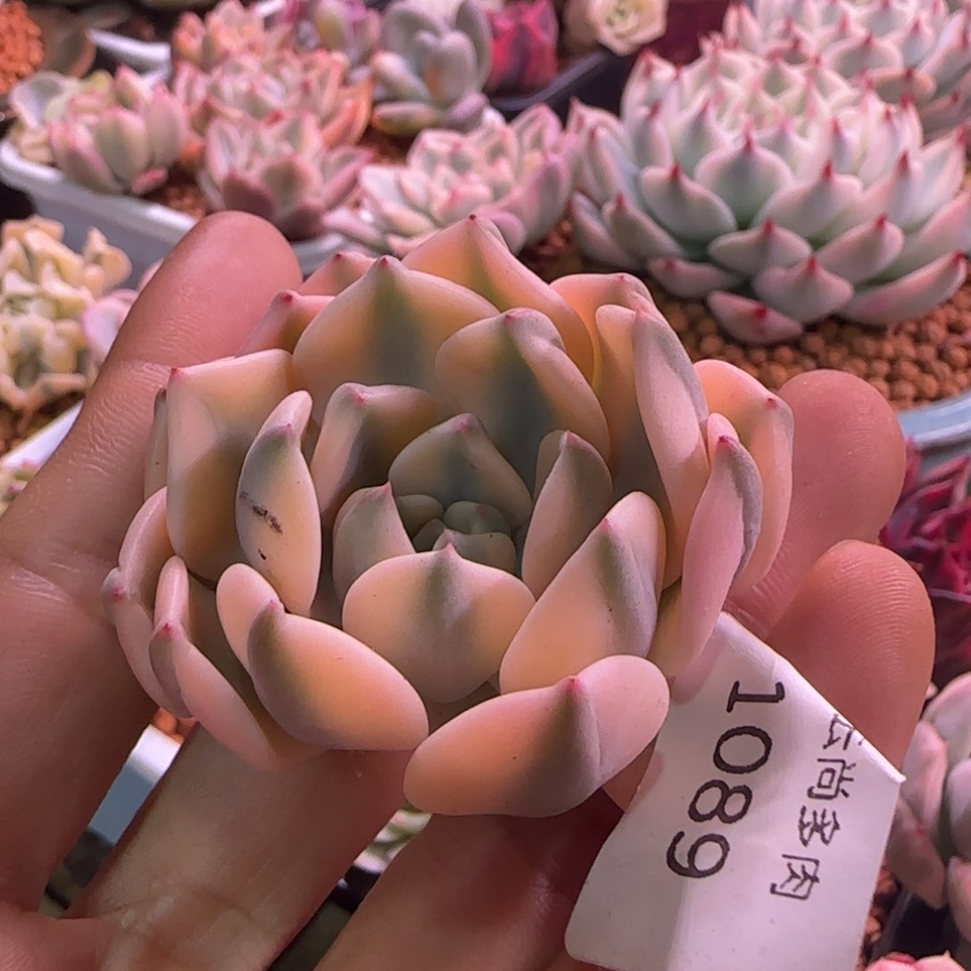 1089 多肉植物锦