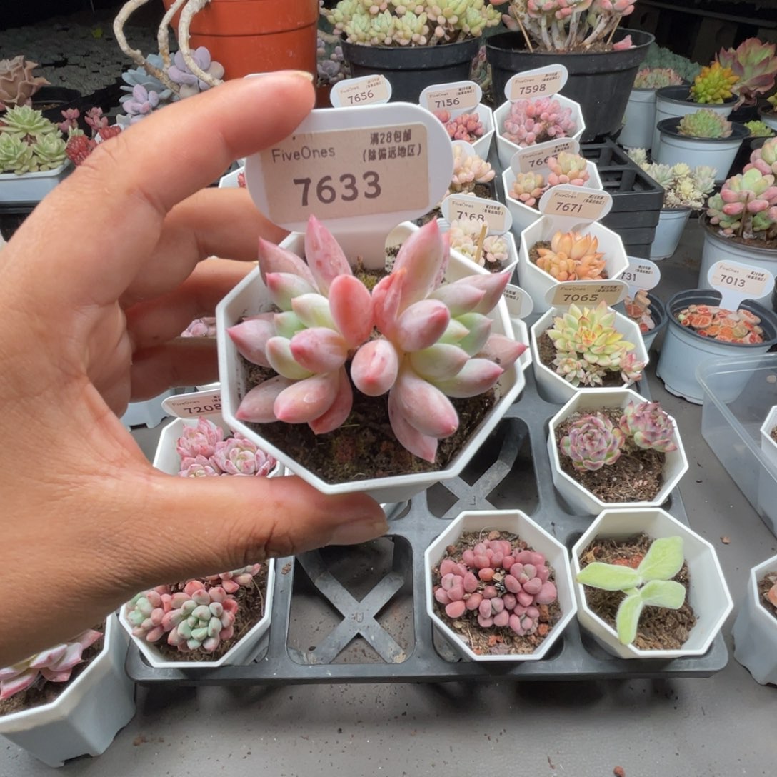 7633所罗门5.0厘米