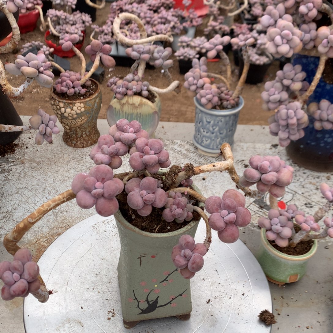 桃蛋老桩不带盆8号