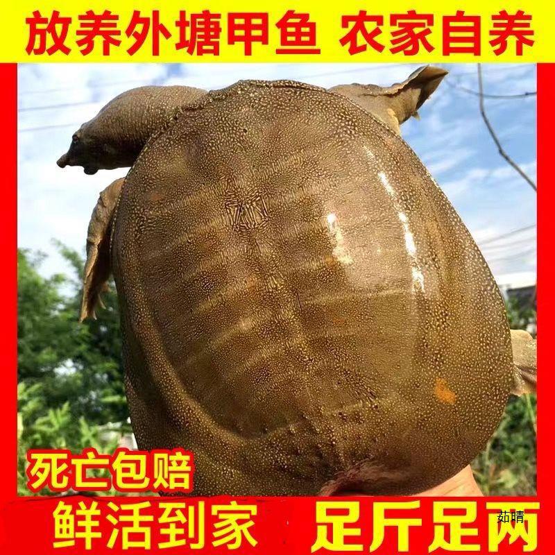 公甲鱼大鲜活活体食用水鱼团鱼海鲜鲜活王八中华鳖批发营养老鳖
