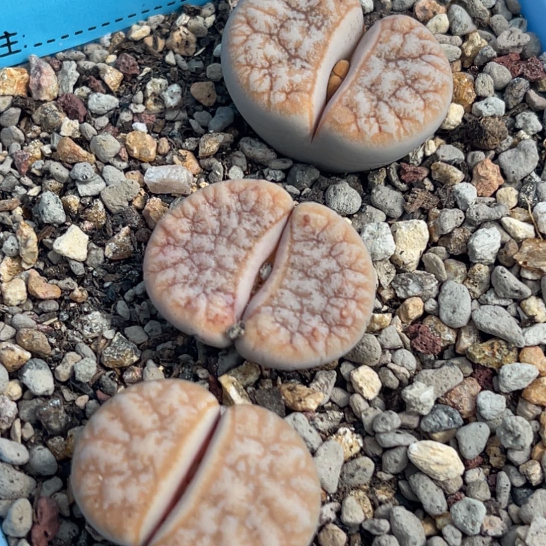 8074睫毛铁一颗。   