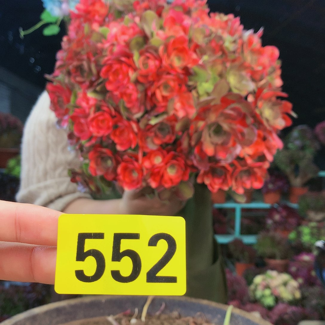 柒哥法师多肉不包侧断枝552