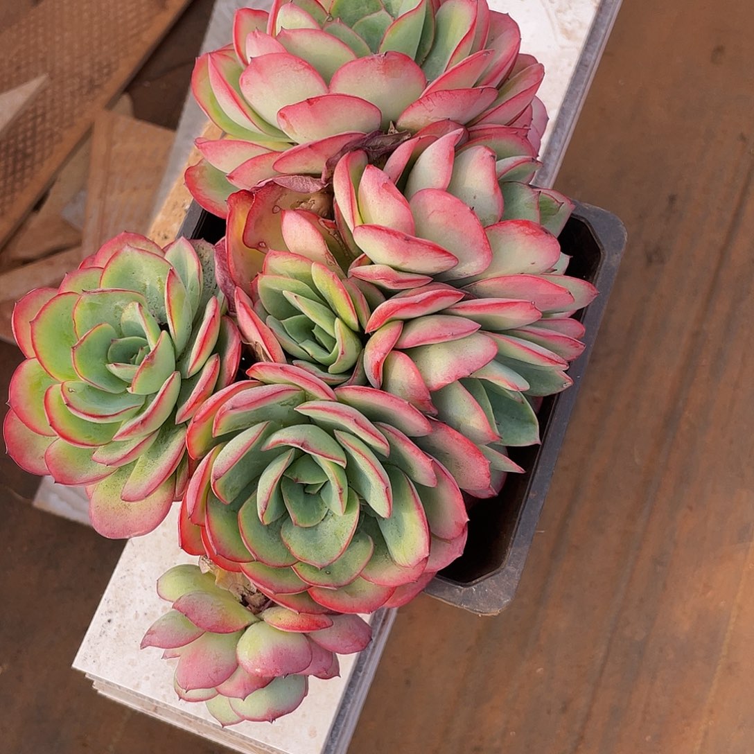 牡丹题多肉多肉多肉