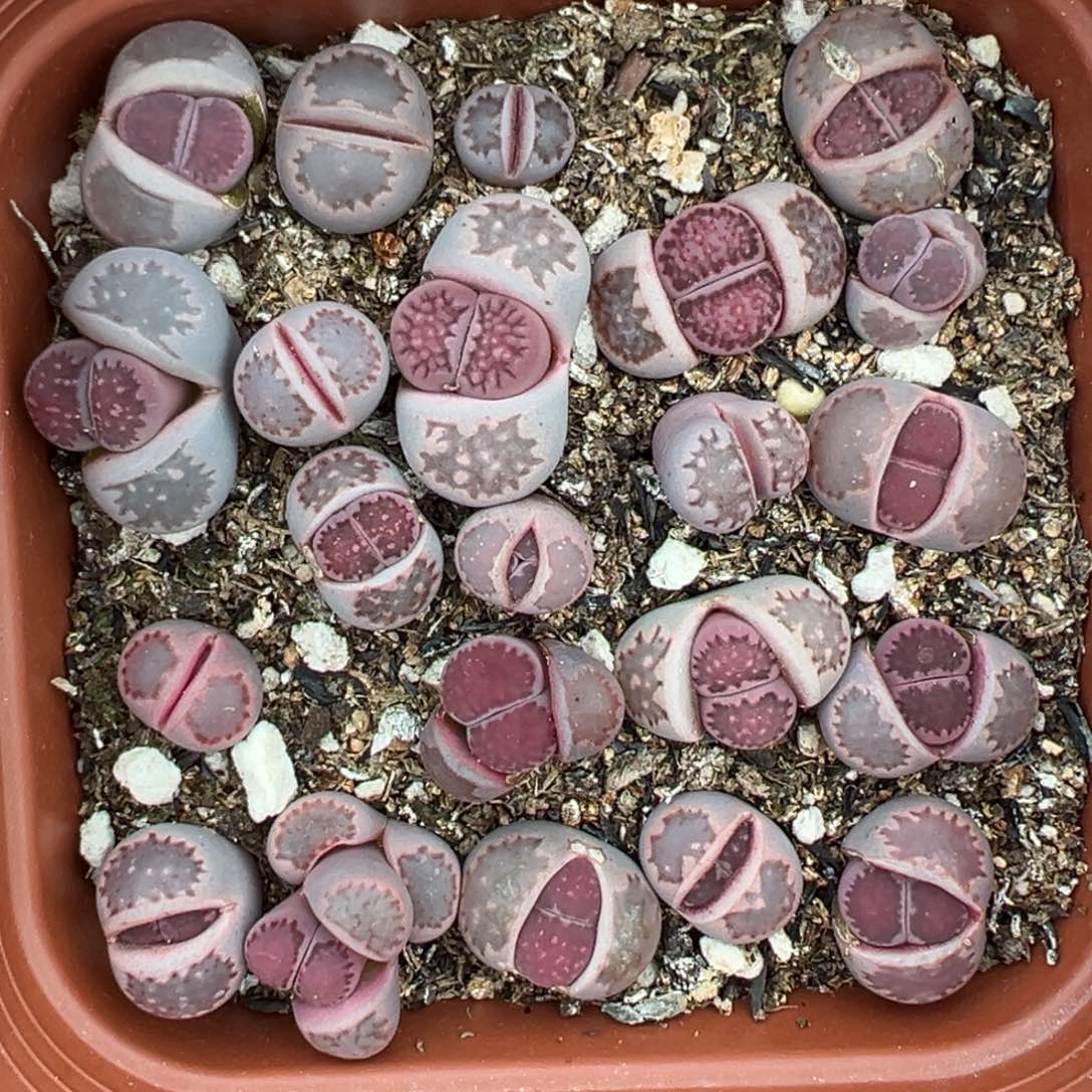 【闪购商品】152……