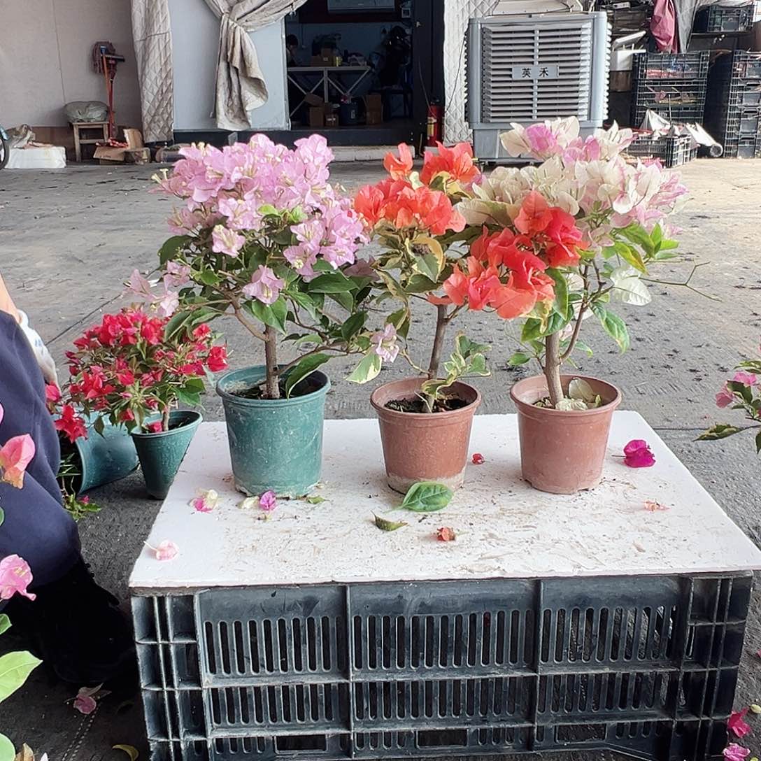 大部分花苞少量开放丽娜，橙冰，广红英组合