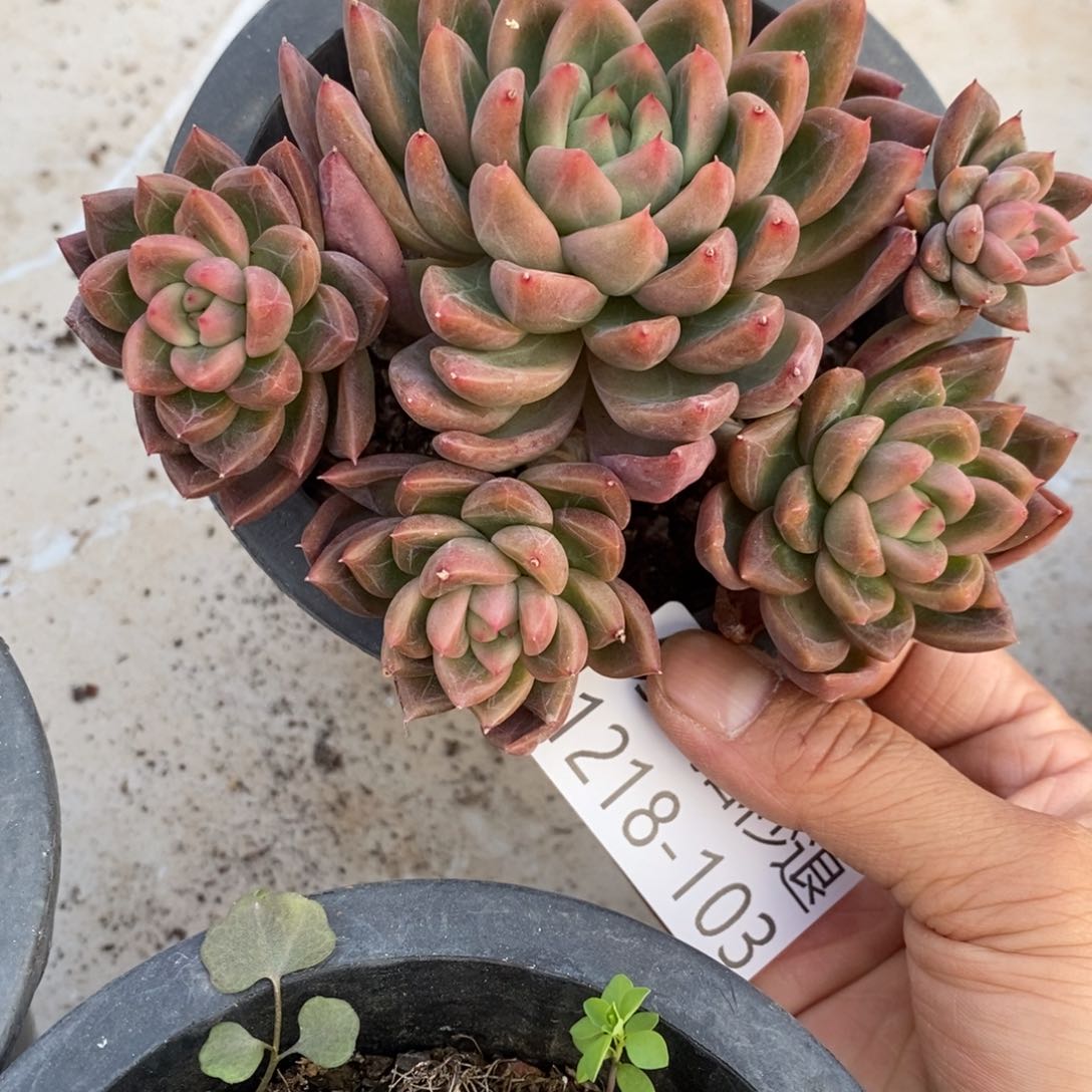 两单包邮1218-103不知名