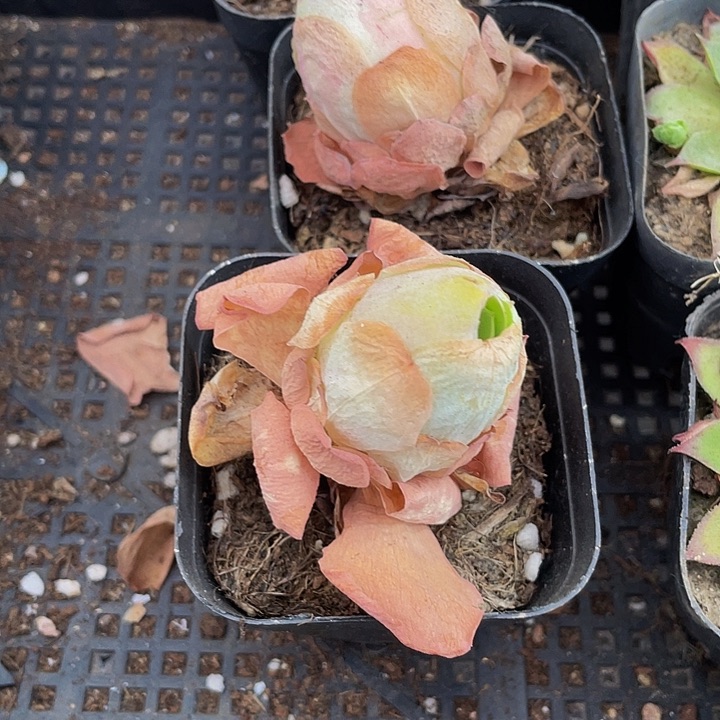 6.5方单头大怕玫瑰