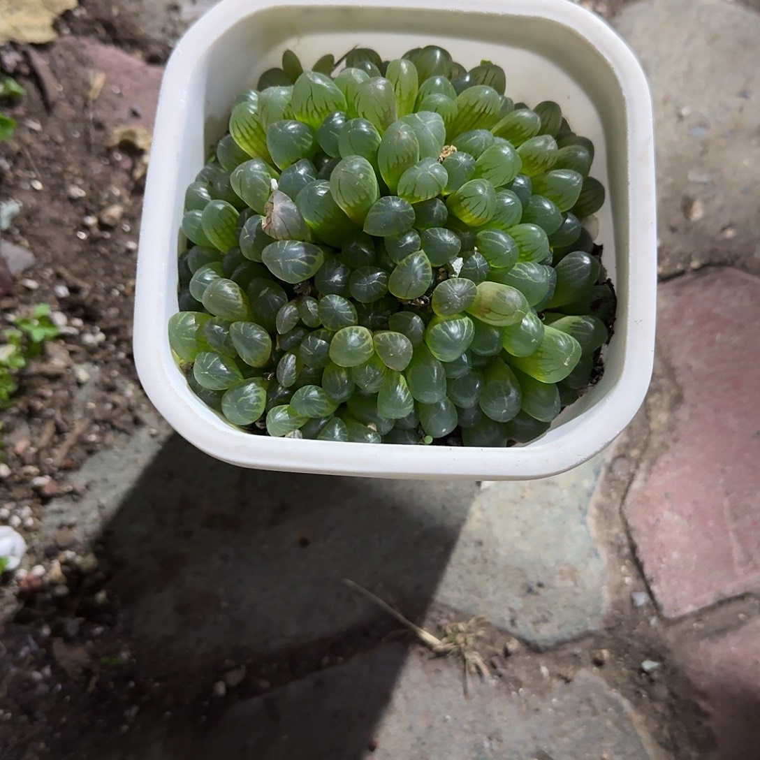 大号冰灯多肉植物