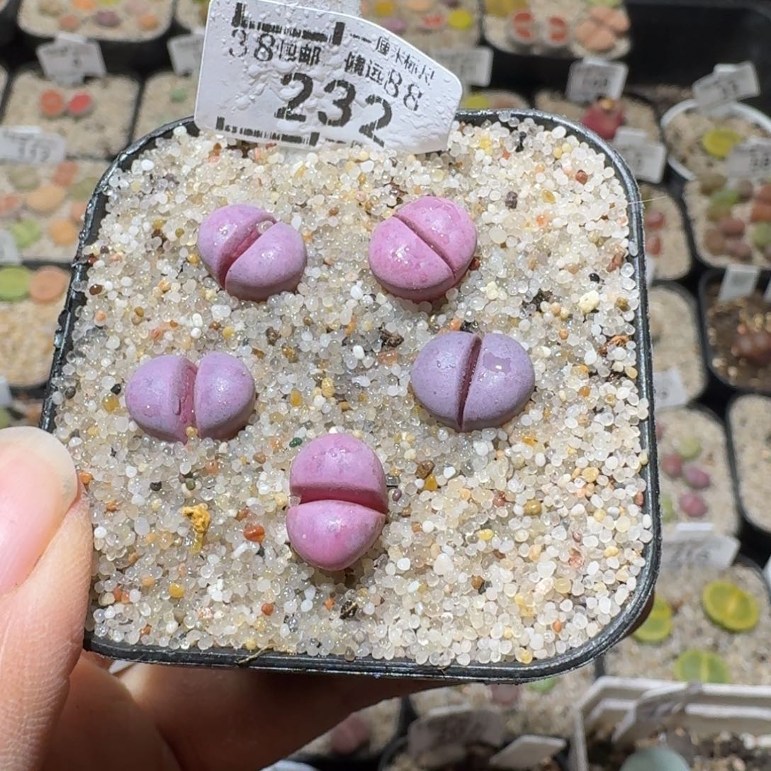 Sss精品清仓款232