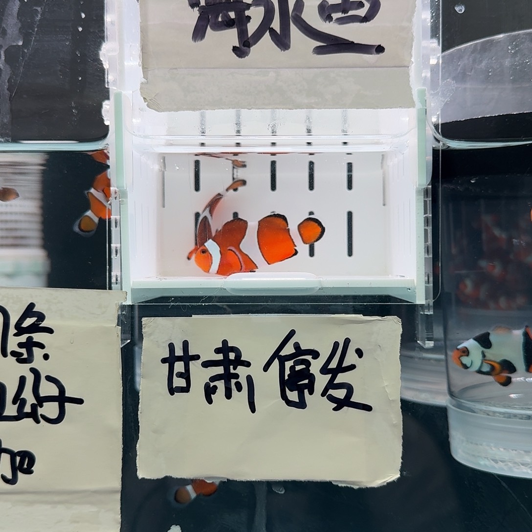 海水鱼4.5+配5+精品黑边公子一对