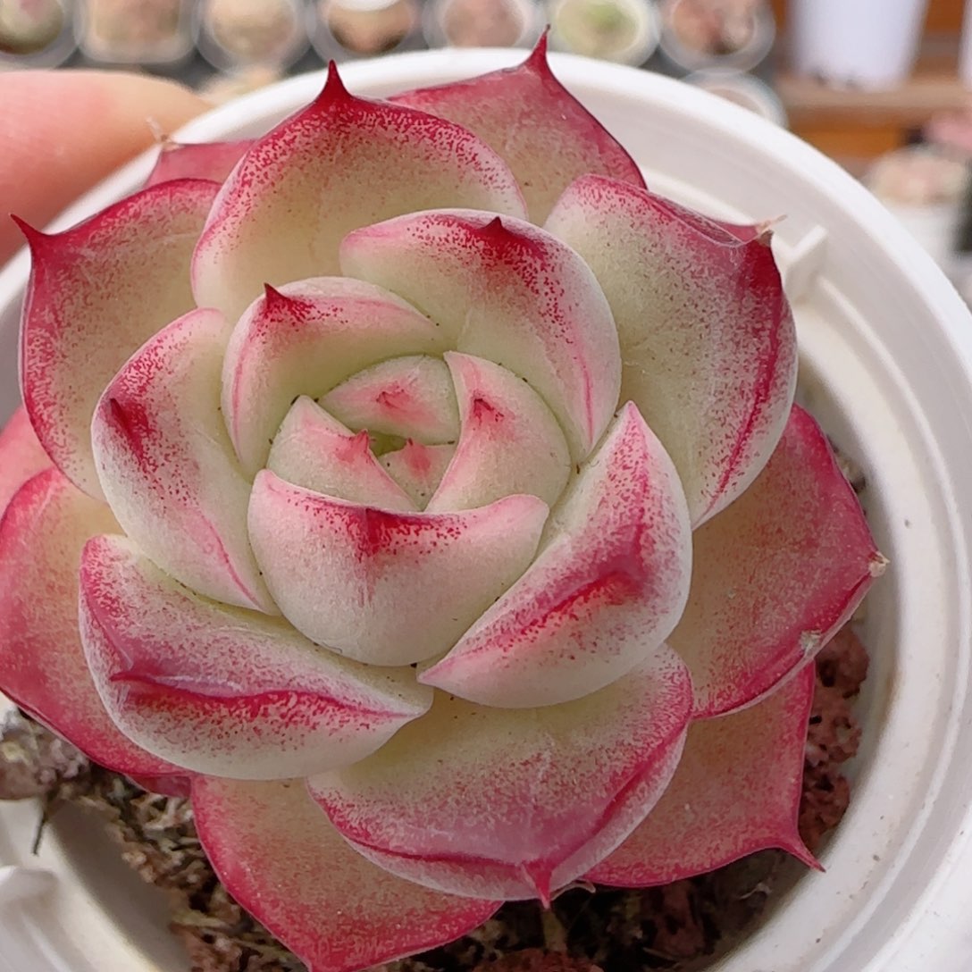 花语多肉0103-191