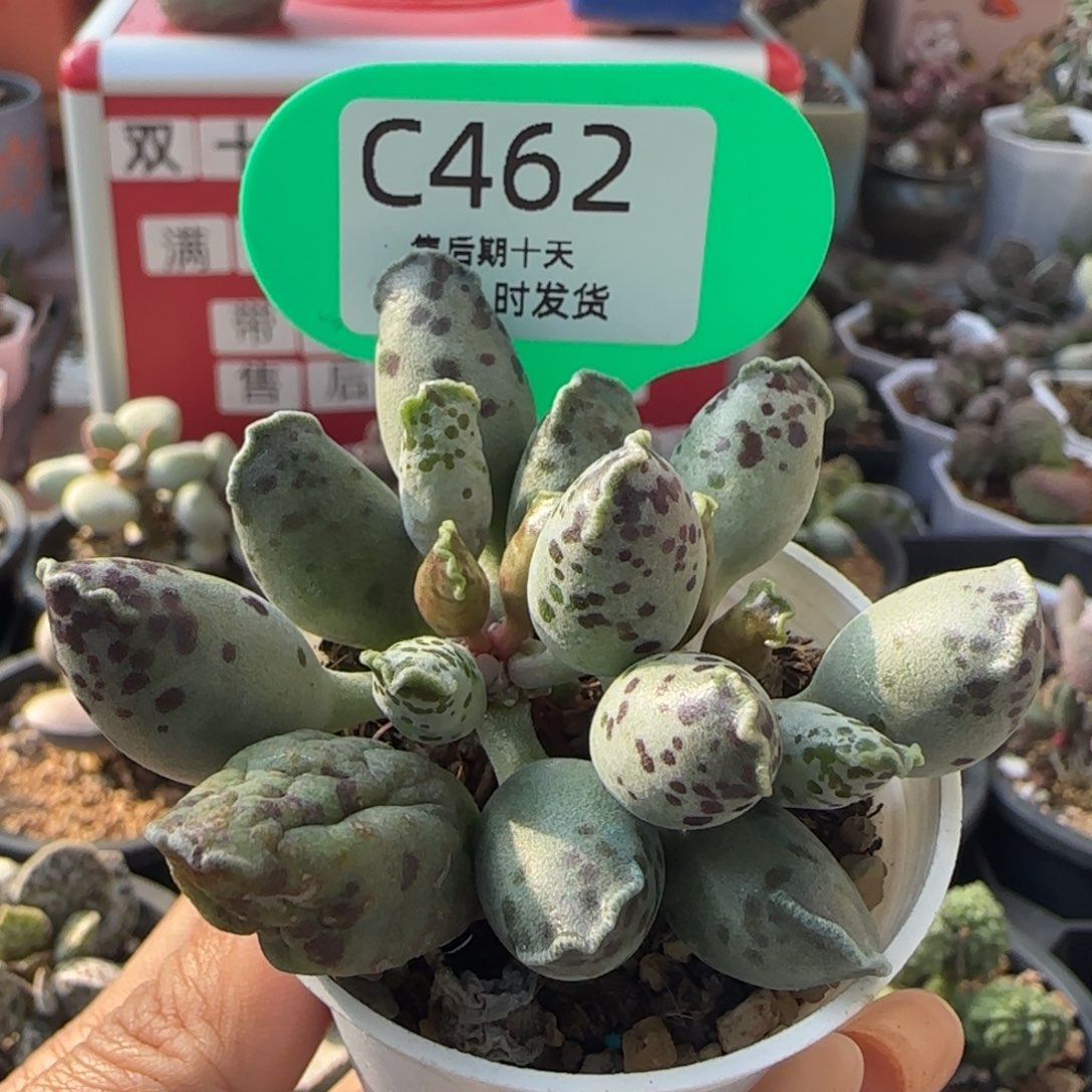 白肌海豹。  462。     