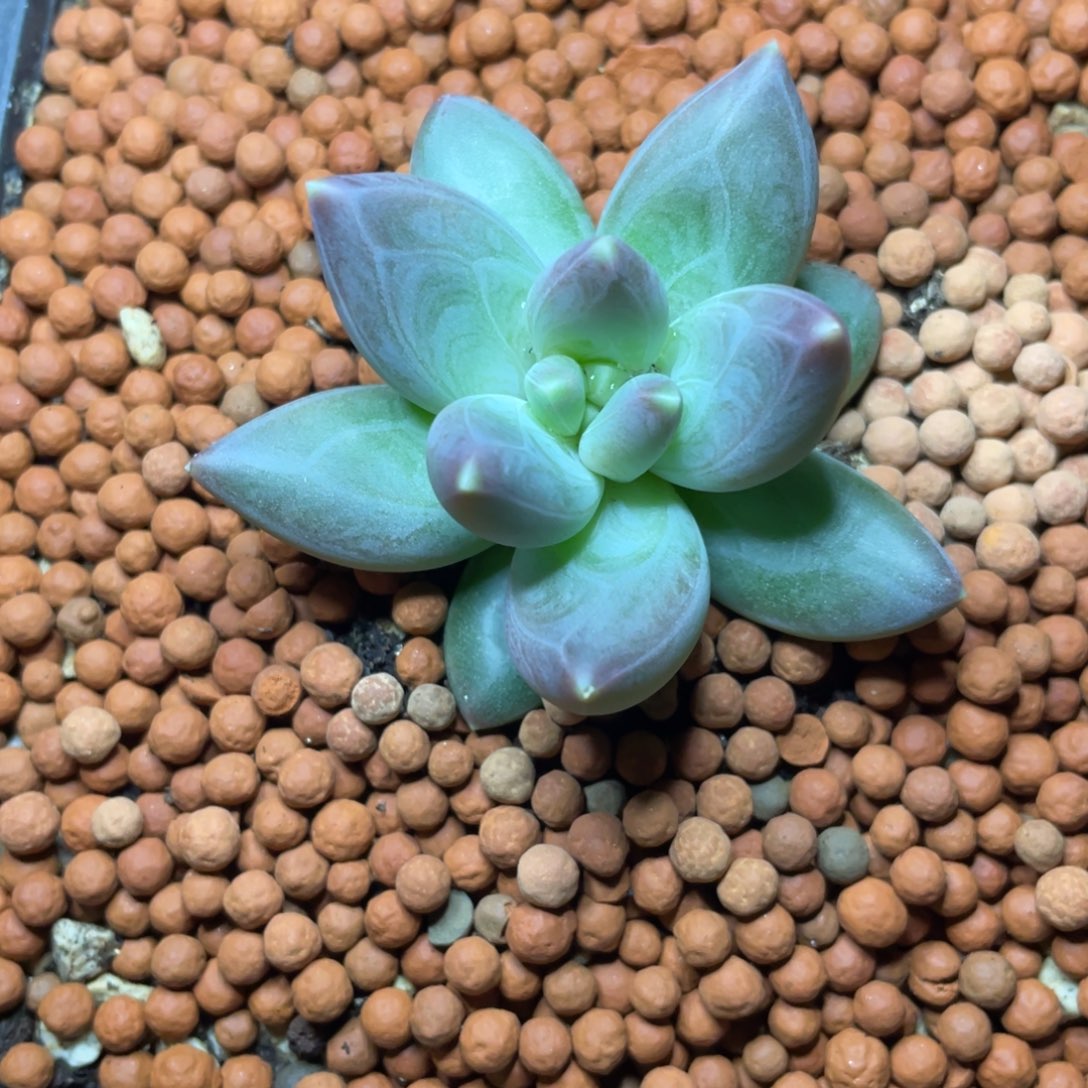 多肉植物的生长发育和生长