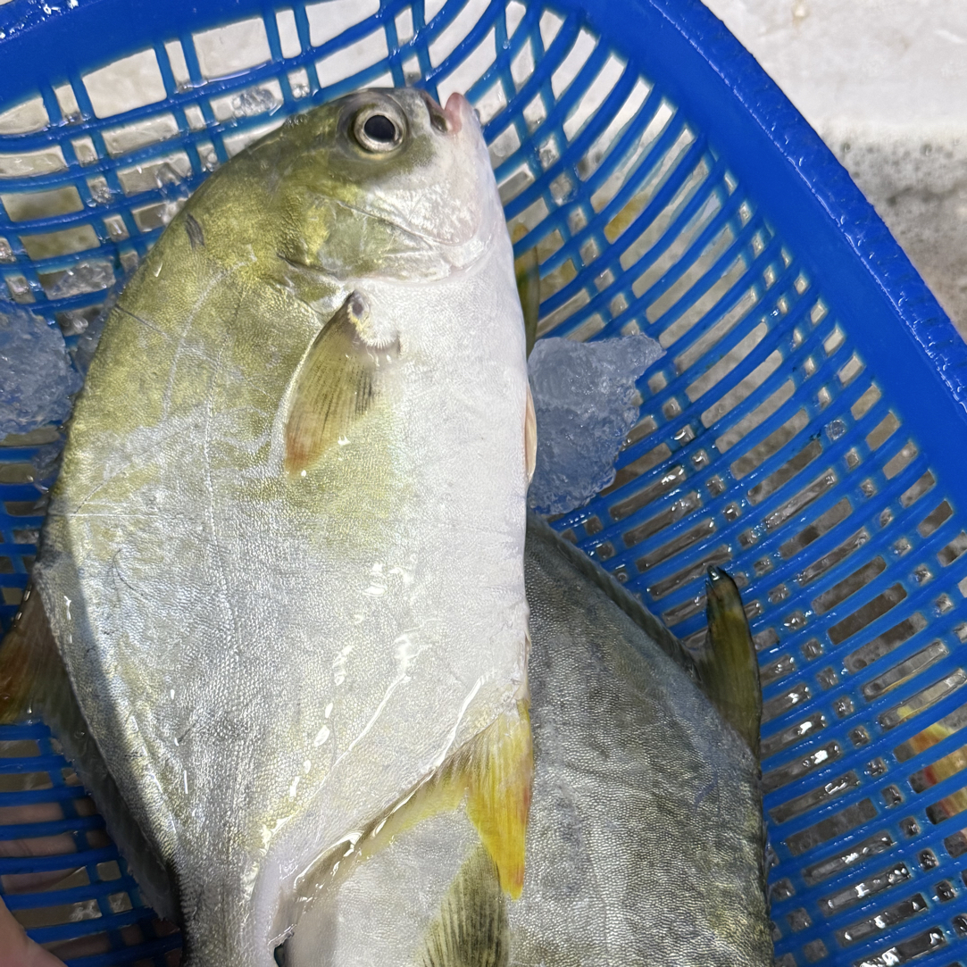 海南野生冰鲜海杂鱼12-65一斤 现称现改