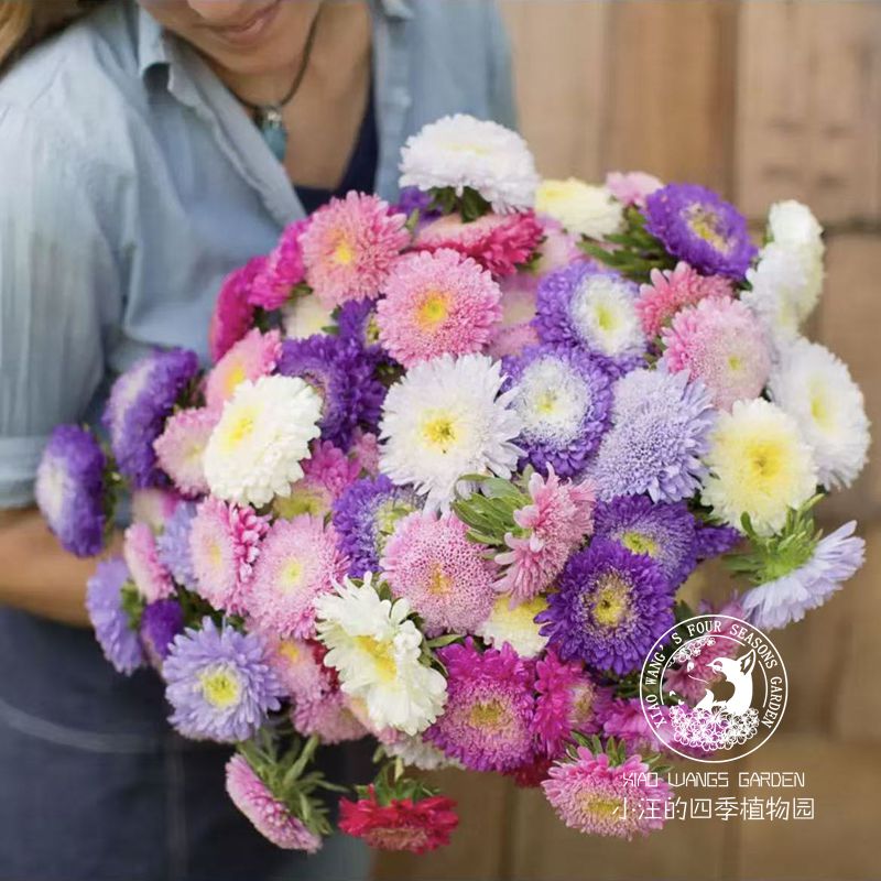 新品翠菊 多色可选 花期长 可切花室内外阳台盆栽庭院花卉苗