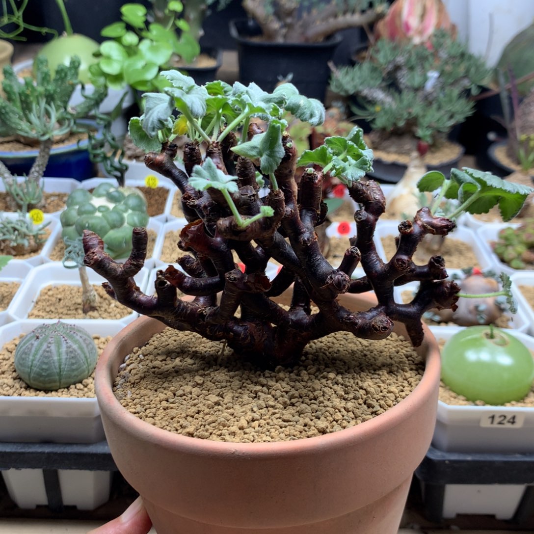 产地枝干杨葵带盆多肉