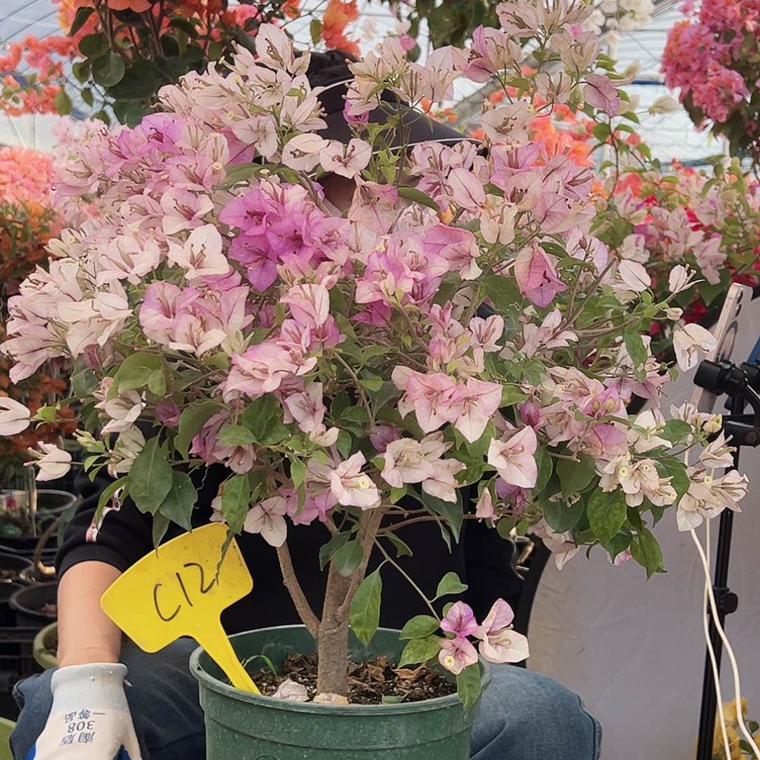 龙***汉大部分花苞少量开放C12雪紫