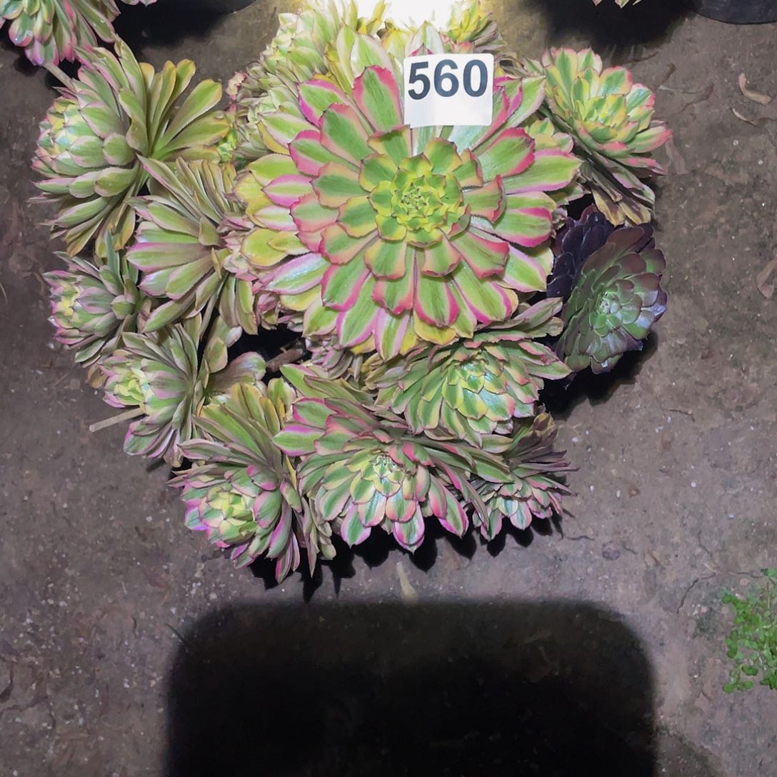 多肉法师560号夕颜发货不包损