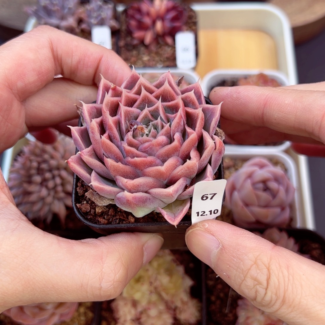 好好看67、哈哈哈哈