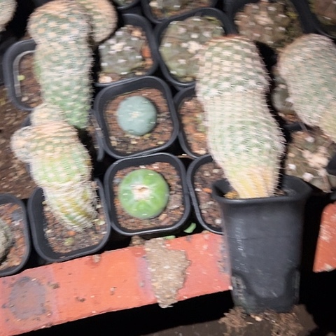 N***D实生皇冠虾仙人球植物