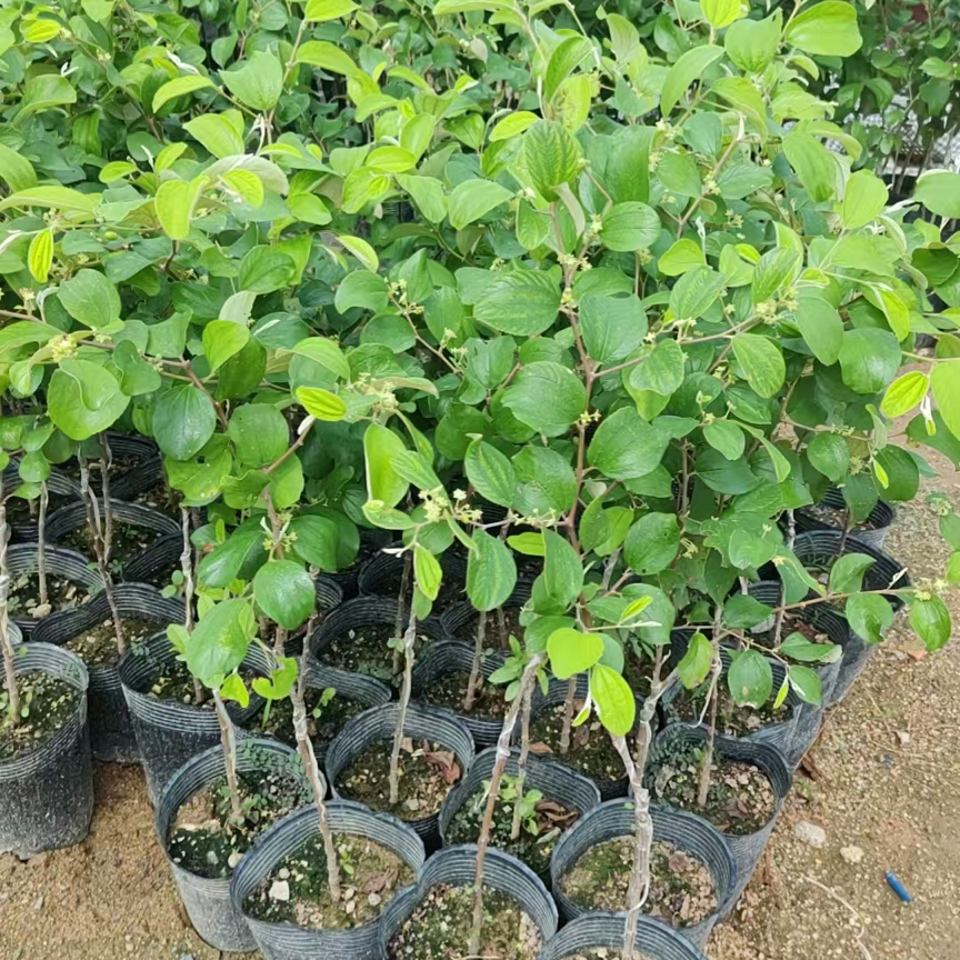 台湾大青枣树苗庭院盆栽地栽种植绿植园艺花卉