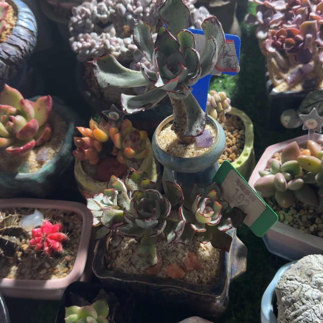 遇***猪多肉植物原始健身诺娃