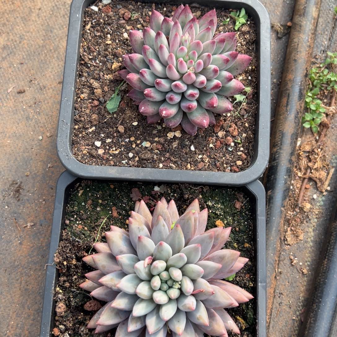 欢****两个美人链接多肉一物一拍