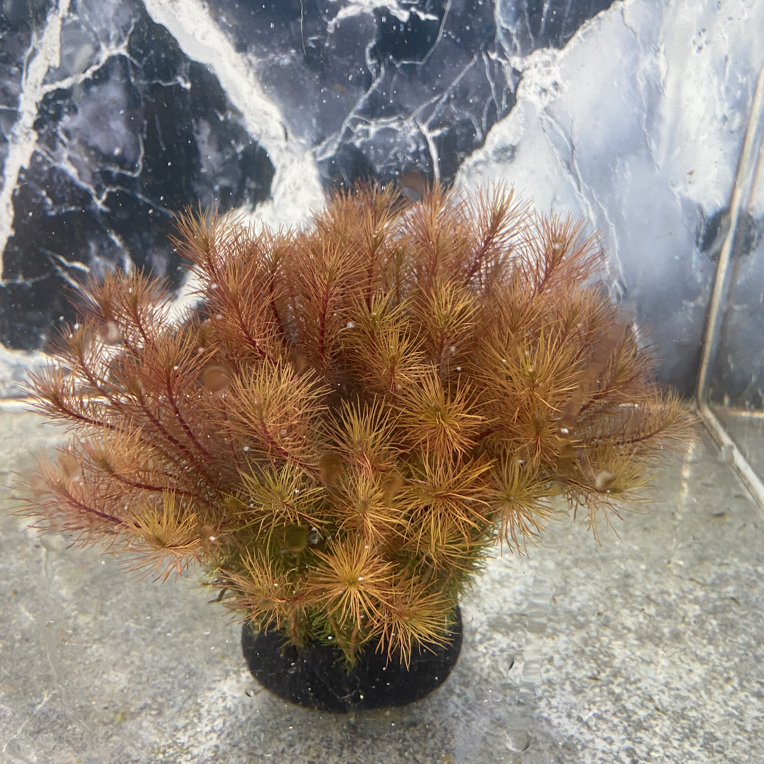 红松尾水草活体适合新手鱼缸造景净化水质耐活养活水草