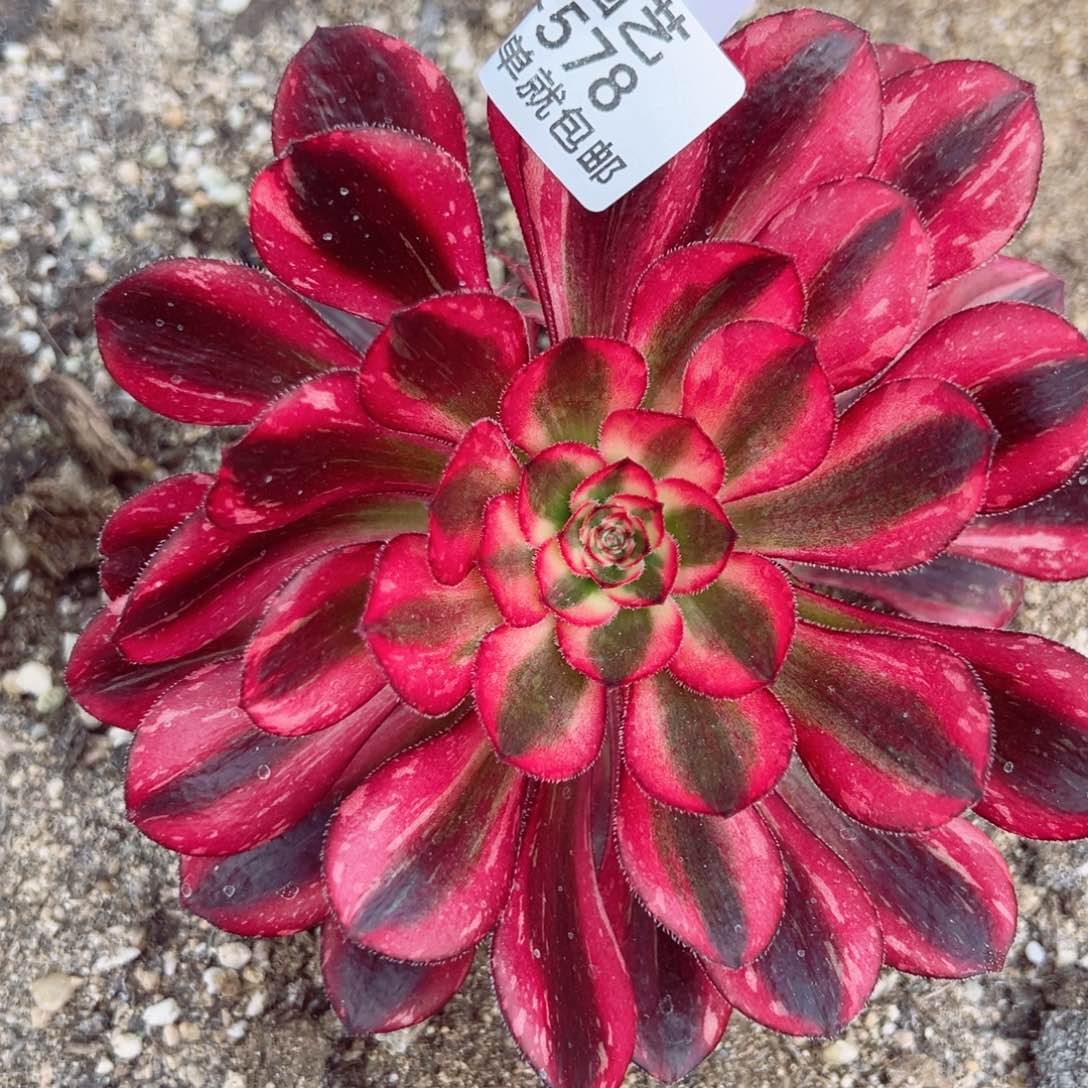 香奈儿红拉丝多肉植物578