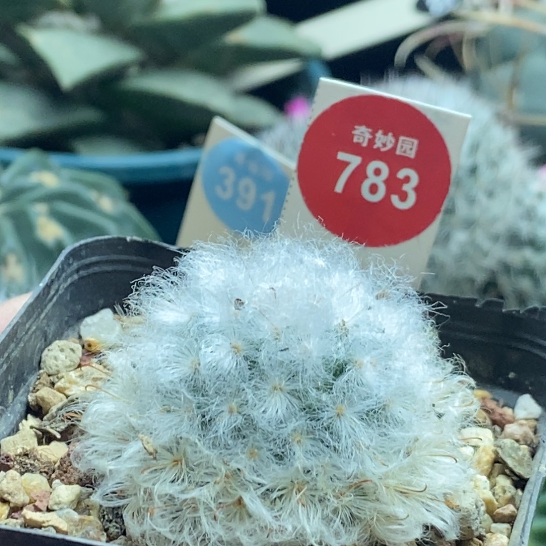 实生浓毛白云高砂一颗仙人球