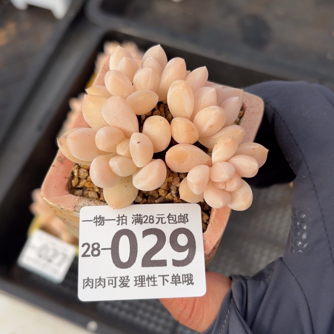 阮玲玉无盆土发货无