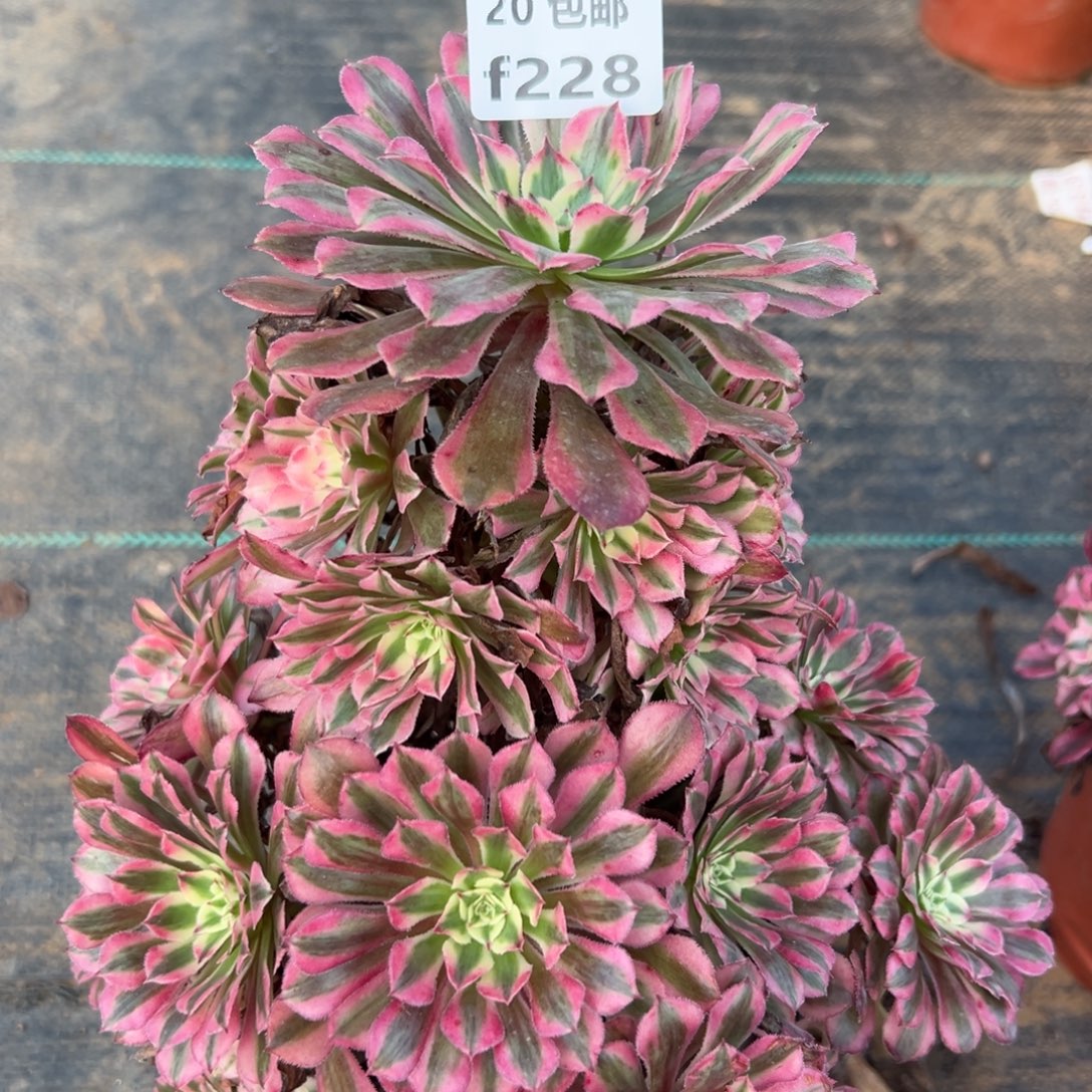 228红铜白，多肉法师