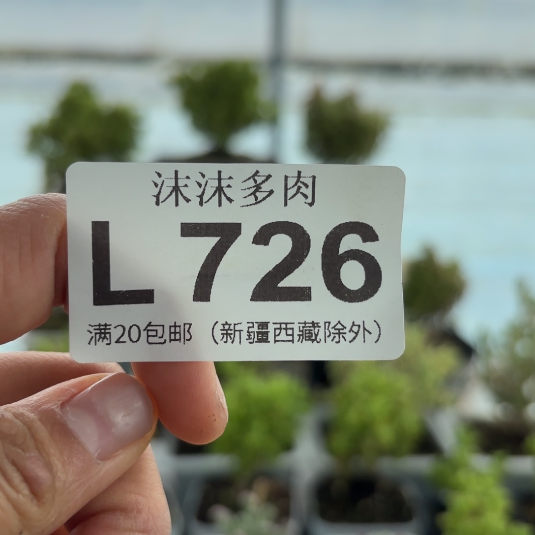 没***伤726冰糖蜜橘组合福利