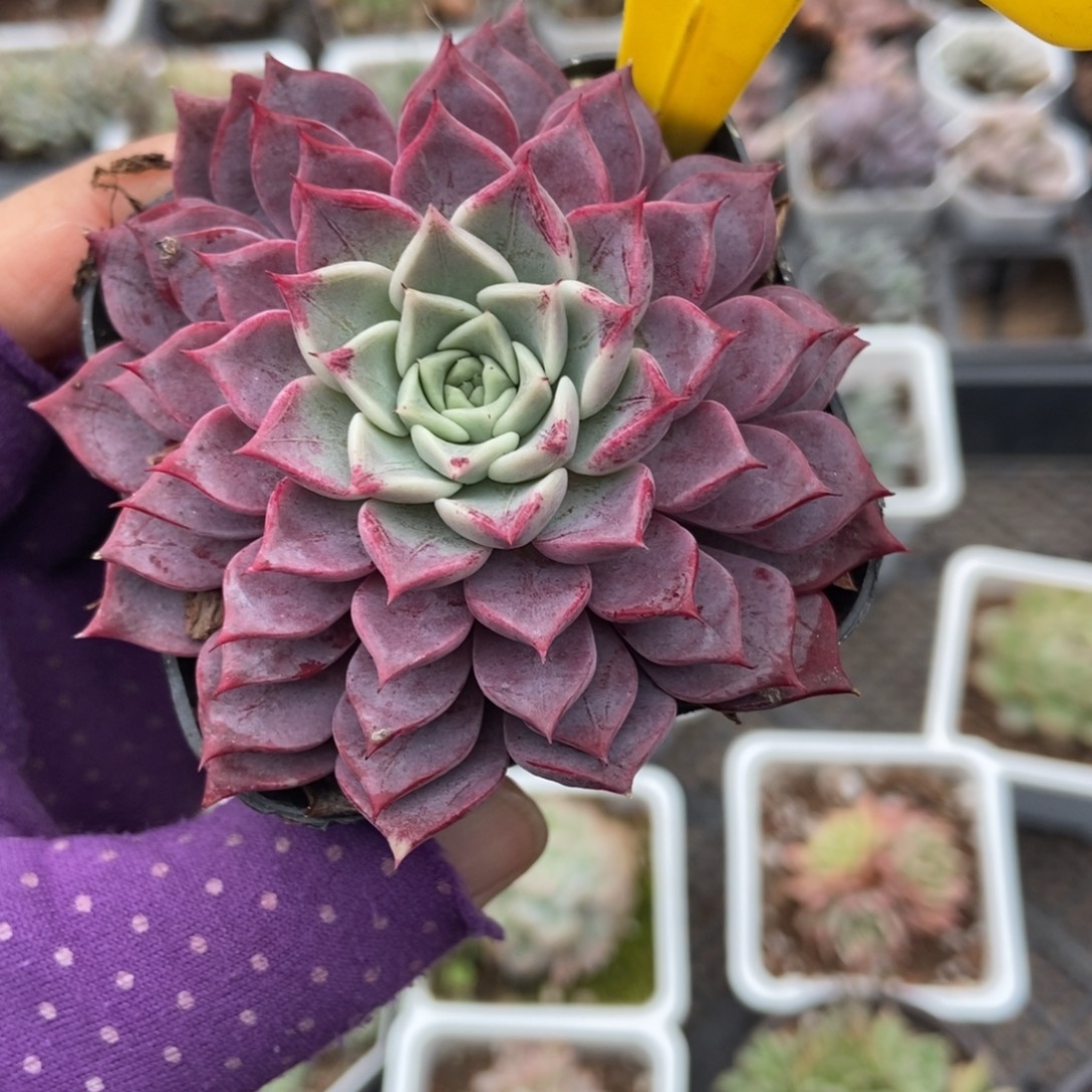 907多肉植物多肉植物