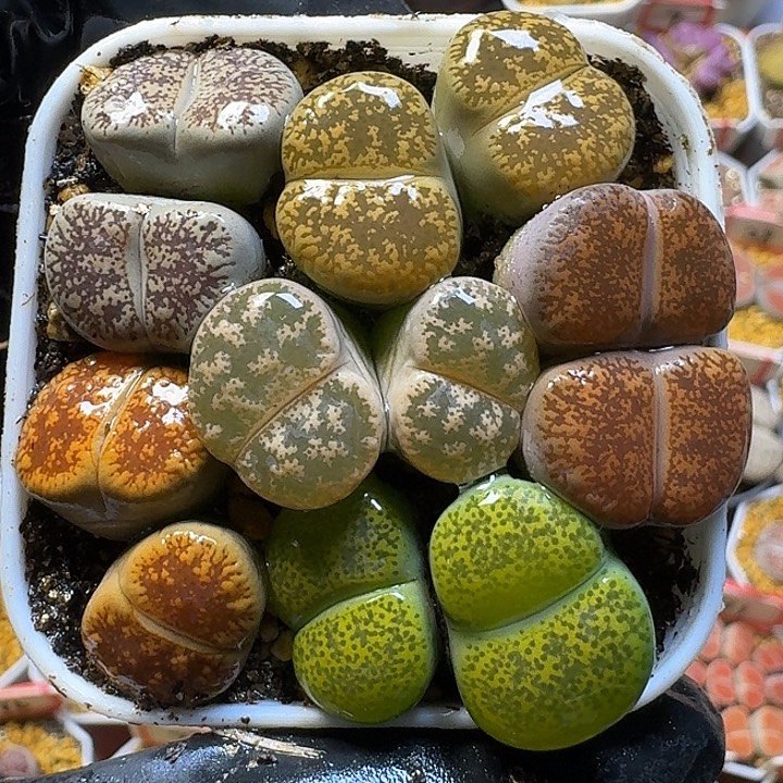 生石花22222。  360