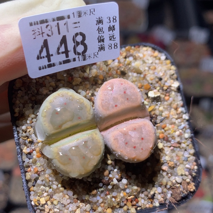 精品生石花311.448